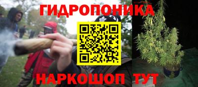 крисы Аша